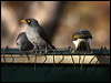 black_eared_miner_89346