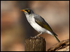 Click here to enter gallery and see photos/pictures/images of Black-eared Miner