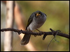 black_eared_miner_89355