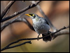 black_eared_miner_x_88866