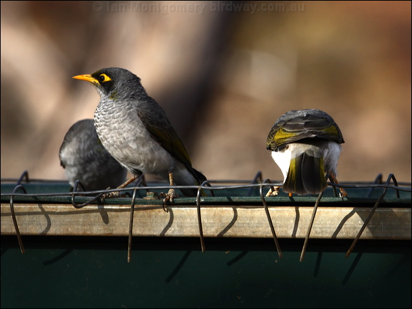Black-eared Miner black_eared_miner_89346.psd