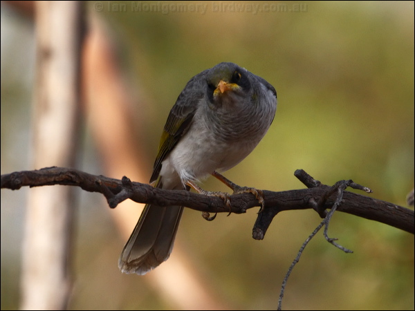 Black-eared Miner black_eared_miner_89355.psd