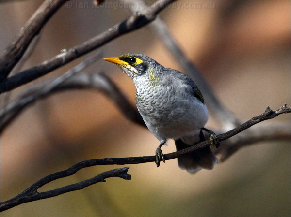 Black-eared Miner black_eared_miner_x_88866.psd