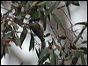 blk_head_honeyeater_128557