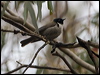 Click here to enter gallery and see photos/pictures/images of Black-headed Honeyeater
