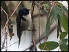 blk_head_honeyeater_128696