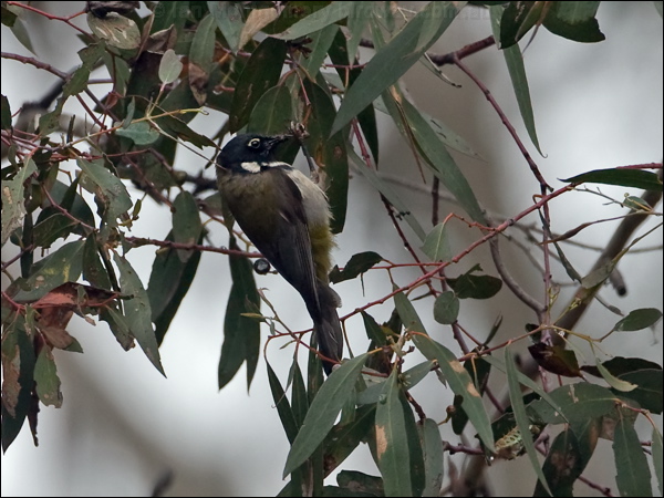 Black-headed Honeyeater blk_head_honeyeater_128557.psd