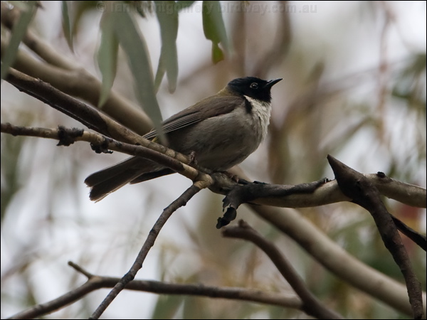 Black-headed Honeyeater blk_head_honeyeater_128617.psd