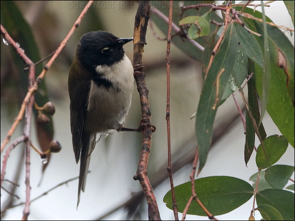 Black-headed Honeyeater blk_head_honeyeater_128696.psd
