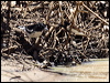 black-pied_honeyeater_82595