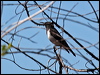 black_honeyeater_34002