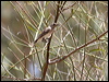 black_honeyeater_82627