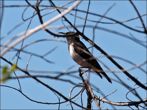 Black Honeyeater black_honeyeater_34002.psd