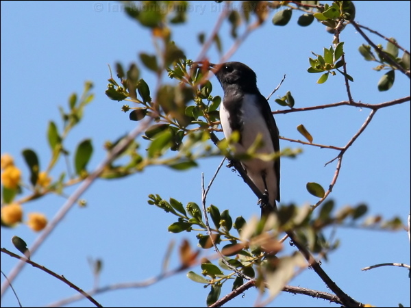Black Honeyeater black_honeyeater_34006.jpg