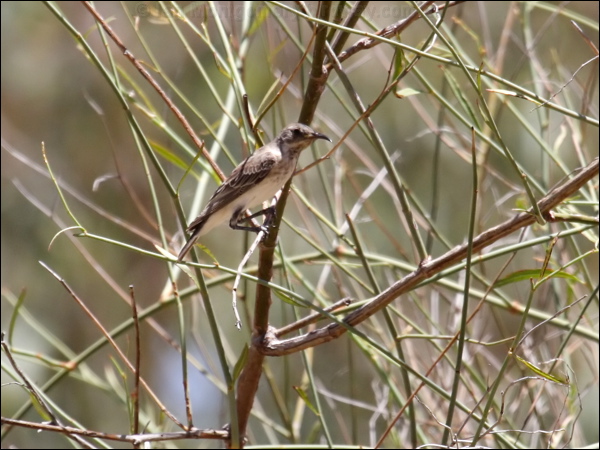 Black Honeyeater black_honeyeater_82627.psd