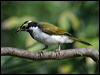 blueface_honeyeater_01231