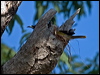blueface_honeyeater_104612