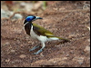 blueface_honeyeater_93829