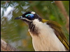 blueface_honeyeater_94324