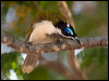 blueface_honeyeater_94326