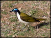 blueface_honeyeater_94328