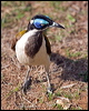 blueface_honeyeater_94331