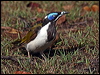 blueface_honeyeater_97758