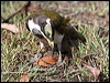 blueface_honeyeater_97794