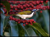 blueface_honeyeater_98933
