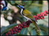 blueface_honeyeater_98947