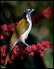 blueface_honeyeater_98971