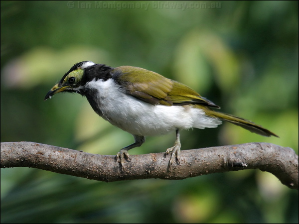 Blue-faced Honeyeater blueface_honeyeater_01231.jpg
