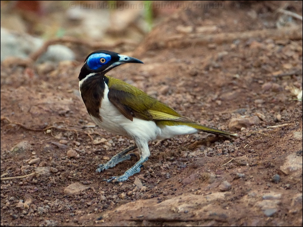 Blue-faced Honeyeater blueface_honeyeater_93829.psd