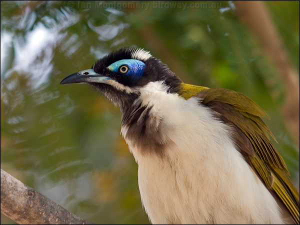 Blue-faced Honeyeater blueface_honeyeater_94324.psd