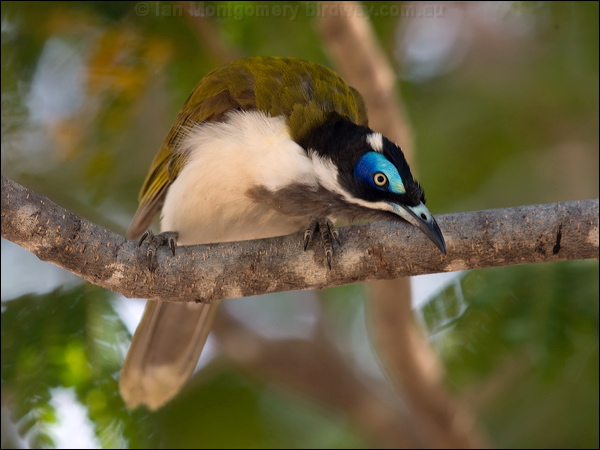 Blue-faced Honeyeater blueface_honeyeater_94326.psd