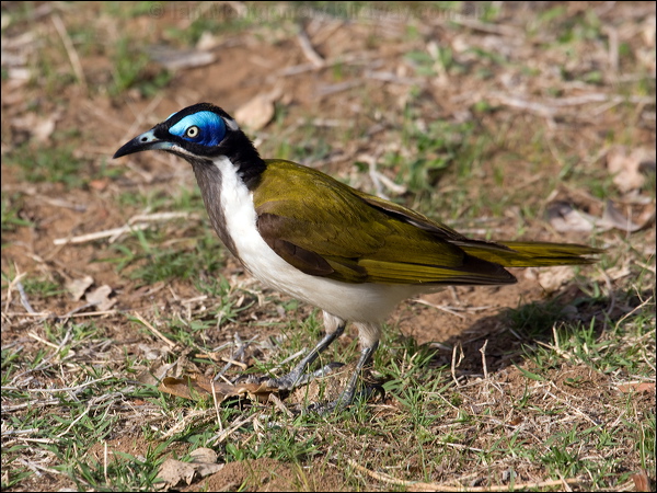 Blue-faced Honeyeater blueface_honeyeater_94328.psd
