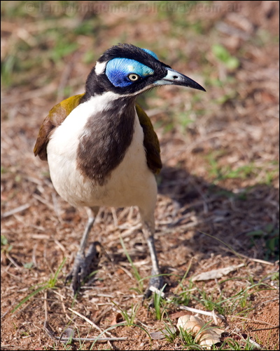 Blue-faced Honeyeater blueface_honeyeater_94331.psd
