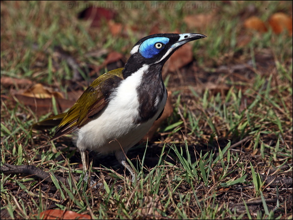 Blue-faced Honeyeater blueface_honeyeater_97758.psd