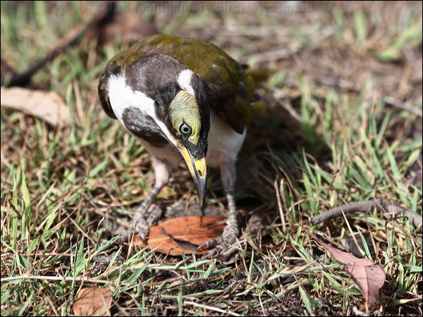 Blue-faced Honeyeater blueface_honeyeater_97794.psd