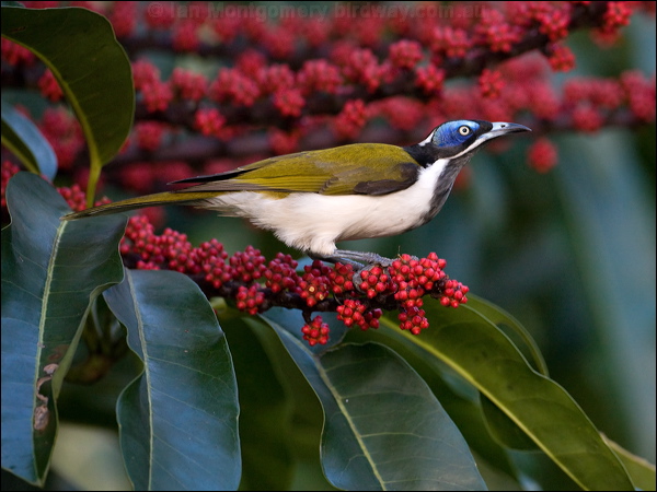 Blue-faced Honeyeater blueface_honeyeater_98933.psd