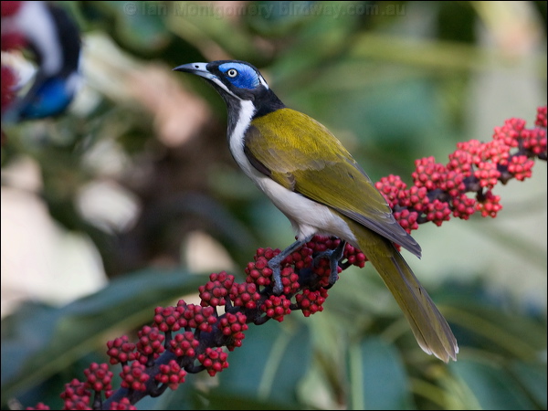 Blue-faced Honeyeater blueface_honeyeater_98947.psd