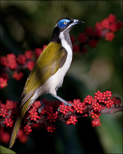 Blue-faced Honeyeater blueface_honeyeater_98971.psd