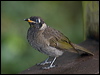 Click here to enter gallery and see photos/pictures/images of Bridled Honeyeater