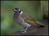 bridled_honeyeater_129530