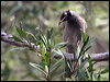 bridled_honeyeater_15856