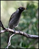 bridled_honeyeater_15859