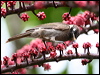 bridled_honeyeater_31132