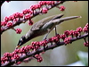 bridled_honeyeater_31927