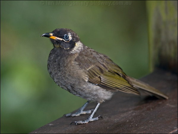 Bridled Honeyeater bridled_honeyeater_129530.psd