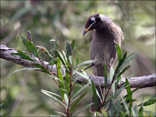 Bridled Honeyeater bridled_honeyeater_15856.psd